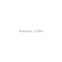 Phalloidin, CF594
